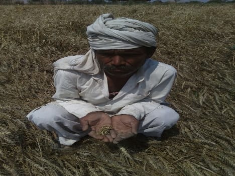  harvest waste? Farmers in sorrow and anger